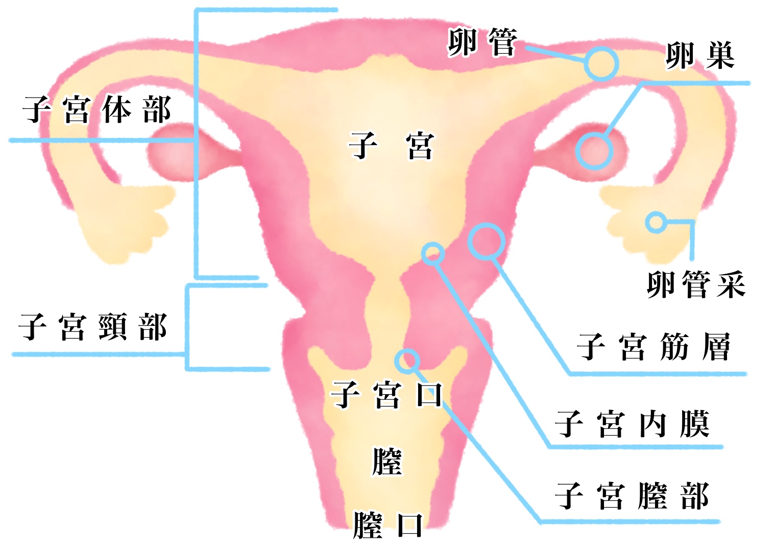 子宮 筋腫 と 子宮 内 膜 症 同時