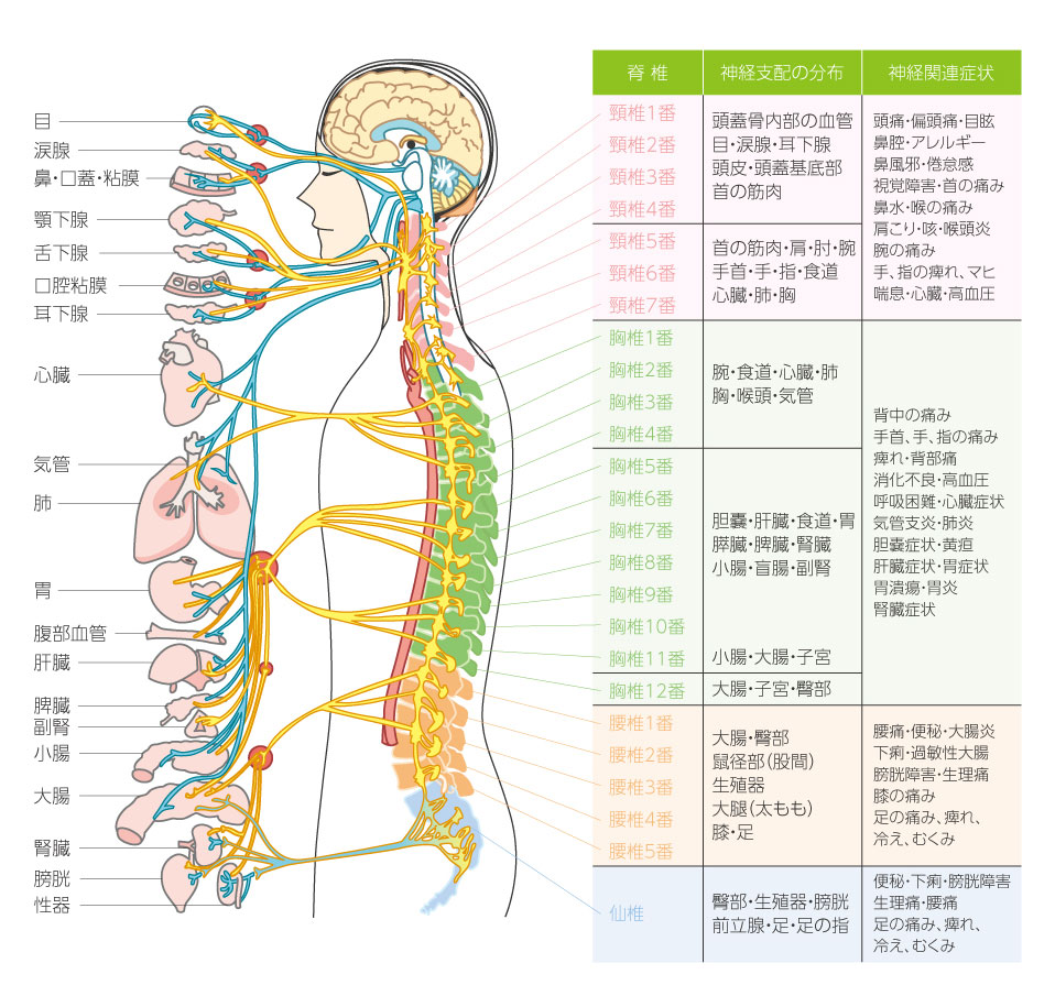 栗木原出の「神経内臓アプローチ」＋特典１・２＋（頭蓋骨調整：頭痛 